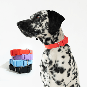 Springland Medium Dog Collar