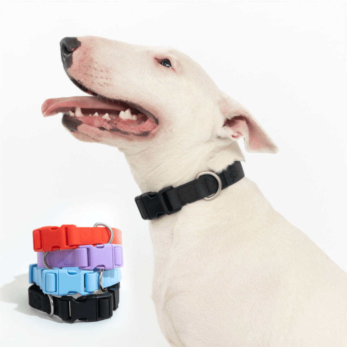 Springland Extra Large Dog Collar