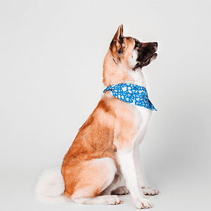 Large Dog Bandana