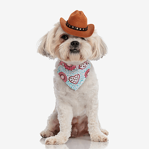 Medium Dog Bandana