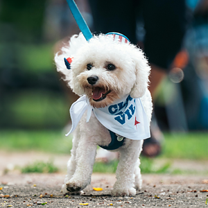 Small Dog Bandana