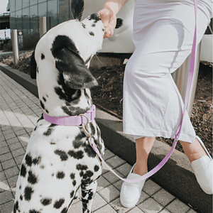 Springer Dog Leash
