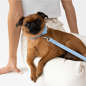 Springer Small Dog Leash