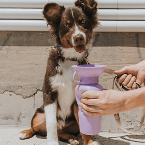 Springer 22 oz Classic Dog Travel Water Bottle