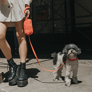 Springer Walk Bag + Small Dog Leash