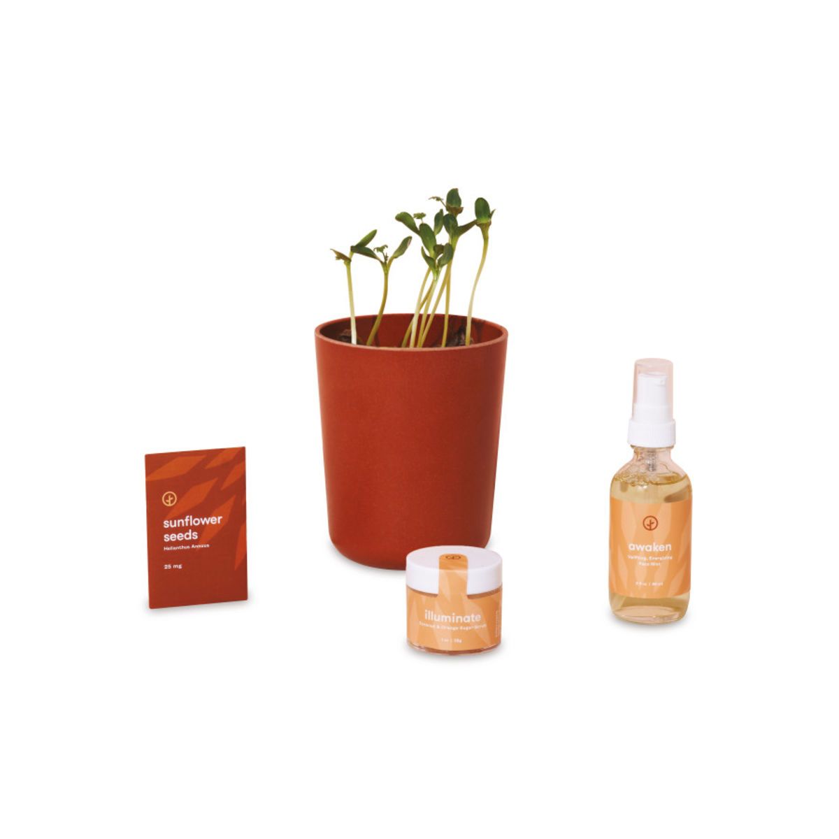 Modern Sprout® Shine Bright Take Care Kit - Sunflower