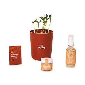 Modern Sprout® Shine Bright Take Care Kit - Sunflower