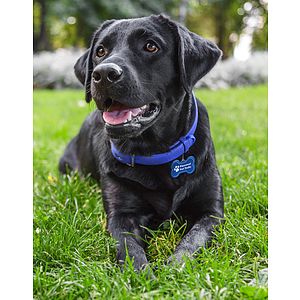 Dog Bone Reflective Collar Tag