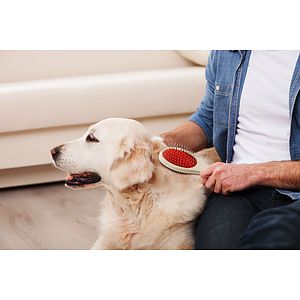 Double Sided Pet Brush