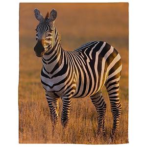 60" x 80" Brushed Polar Fleece Sublimation Blanket 300 GSM
