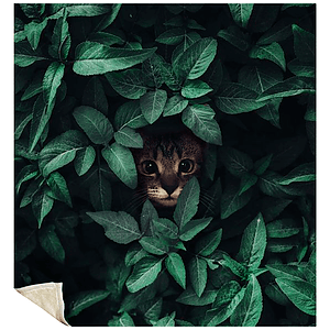 50" x 60" Silk Touch Sherpa Sublimation Blanket 420 GSM