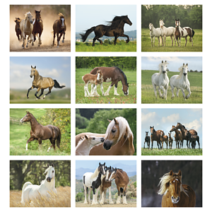 Triumph® Calendars Horses Calendar