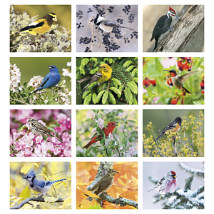 Triumph® Calendars Birds Calendar