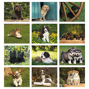Triumph® Calendars Puppies Calendar