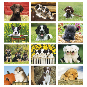Triumph® Calendars Puppies Calendar