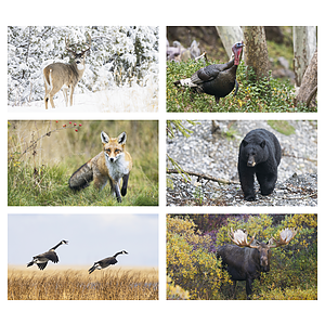 Triumph® Calendars Wildlife Calendar