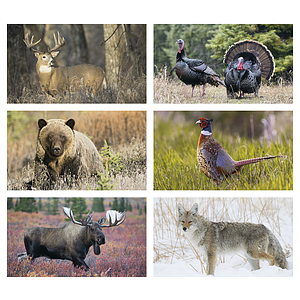 Triumph® Calendars Wildlife Calendar