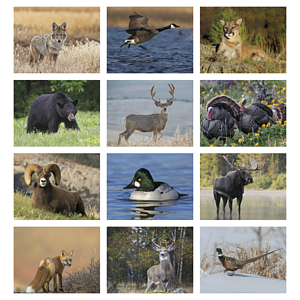 HotLine® Products Wildlife Appointment Calendar - Spiral