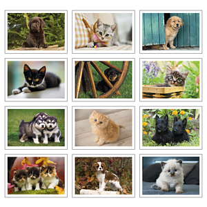 Triumph® Calendars Puppies & Kittens Pocket Calendar
