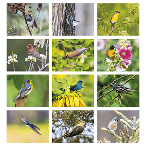 Good Value™ Birds of North America - Spiral Calendar