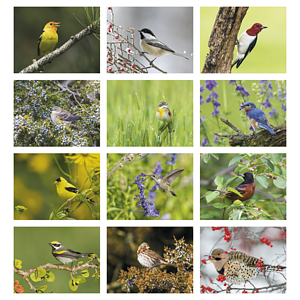 Good Value™ Birds of North America - Stapled Calendar