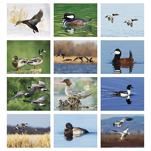Good Value™ Waterfowl - Stapled Calendar