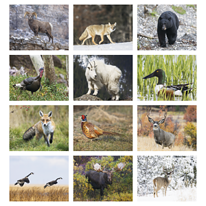 Good Value™ Wildlife Portraits - Stapled Calendar