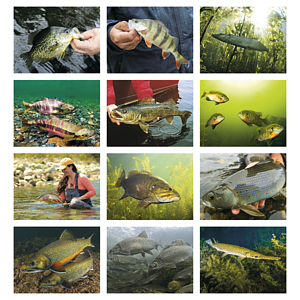 Good Value™ Fishing - Stapled Calendar