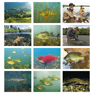 Good Value™ Fishing - Stapled Calendar