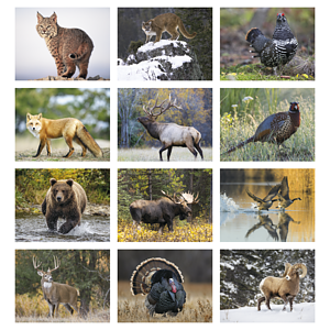 Good Value™ Wildlife Portraits - Window Calendar