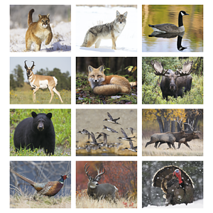 Good Value™ Wildlife Portraits - Window Calendar