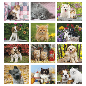 Four Paws Appointment Calendar - Stapled