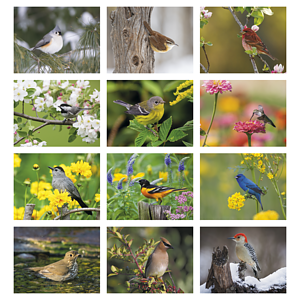 HotLine® Products Songbirds Appointment Calendar - Stapled