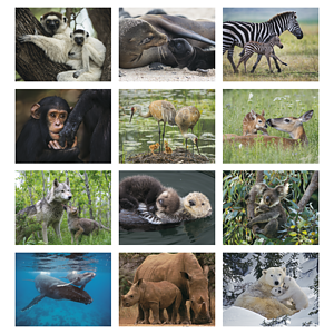 HotLine® Products Animal Babies Appointment Calendar - Stapled