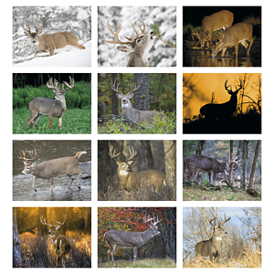 HotLine® Products Trophy Whitetail Deer Appointment Calendar - Stapled