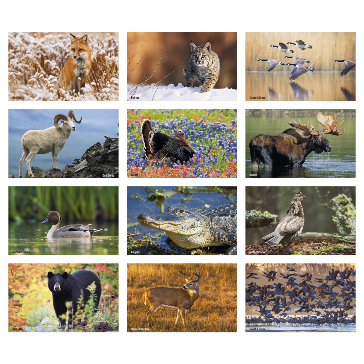 Triumph® Calendars Press-N-Stick Sportsmen Calendar