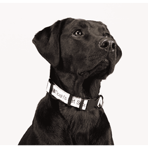 Full Color 1" Wide Adjustable Pet Collar