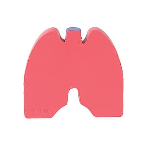 Lungs Shape Stress Ball