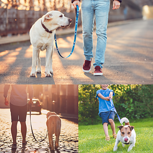 Baxter Leash with Collar Hook